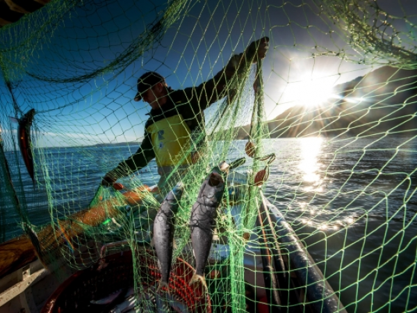 A clovelly fisherman pulling up a net