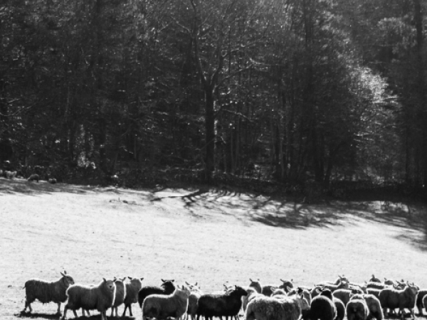 The Great British Wool Revival Summit: From Clip to Consumer - Industry Day