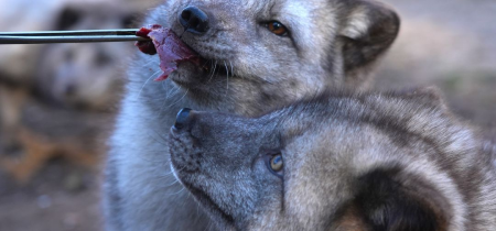 Arctic Foxes experience - Animal Experience