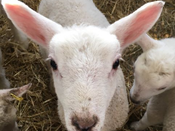 Springtime On The Farm Tickets