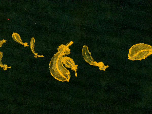 An artwork of golden feathers on a dark green textured background