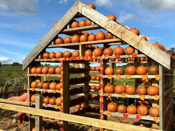 The Pumpkin Experience