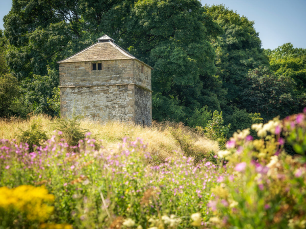 Wildflower Wander in Haddon Medieval Park