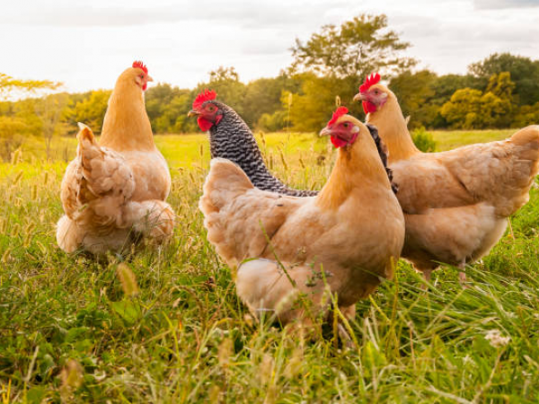 Farming Summer Workshop - Backyard Poultry: Care, Coops & Eggs