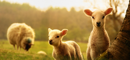 Admission 2024_3: Lambing - 10th to 25th February