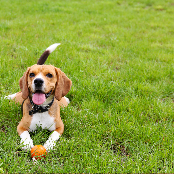 Buy Dog Walking Field Tickets online Olivers Dog Walking Field