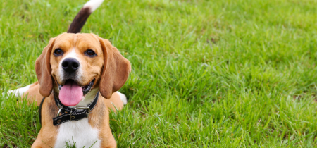 Dog Walking Field