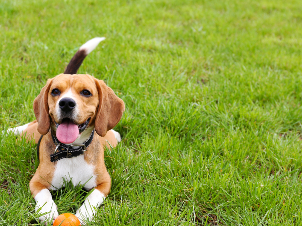 Dog Walking Field