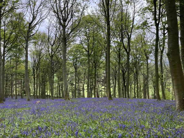A Guided Spring Bluebell Walk