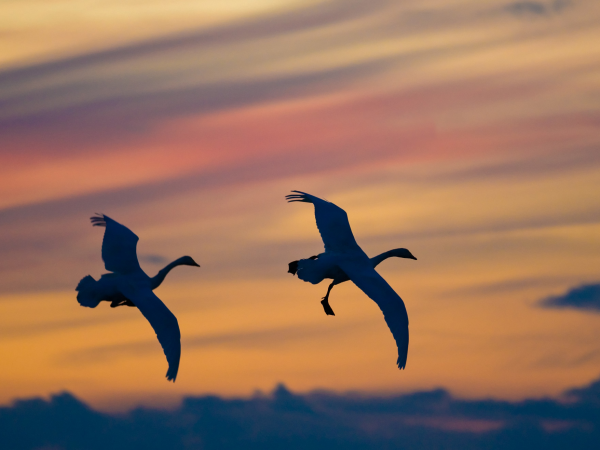 Evening with the Swans