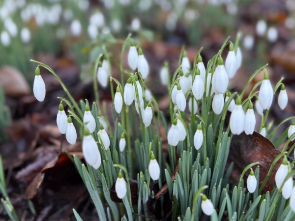 Snowdrops Garden Opening