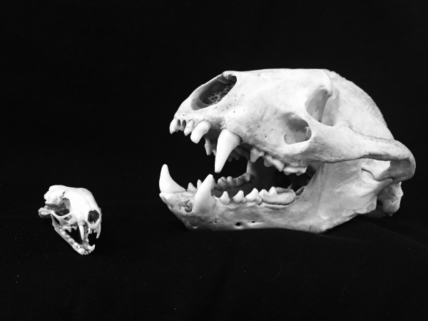 Skulls and Bones with Dan Puplett