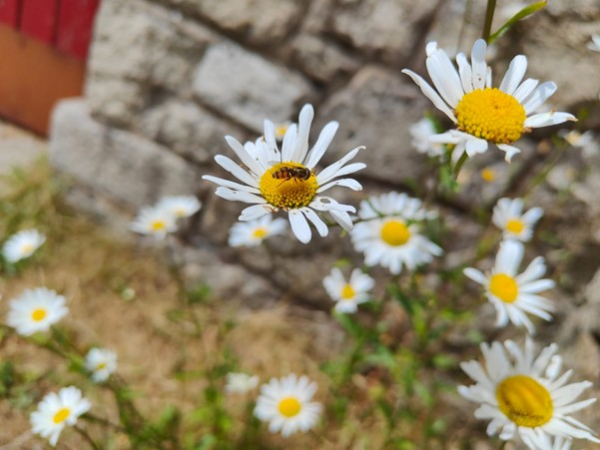 Hoverflies Training Course
