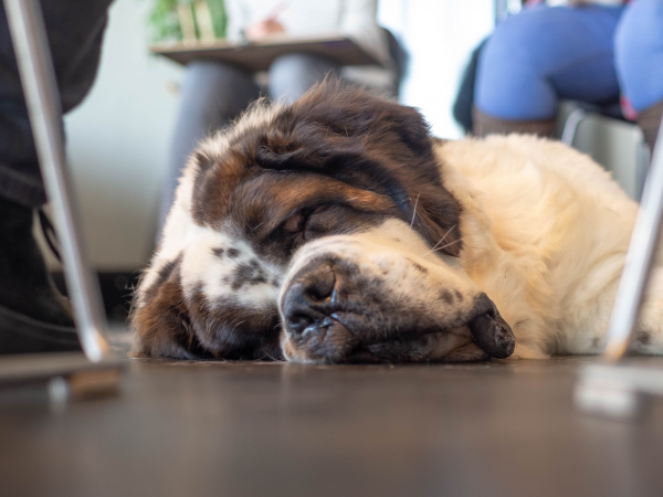 Sleeping Dog