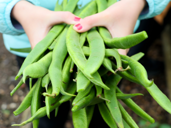 Garden Education Workshops - Autumn/Winter 2026