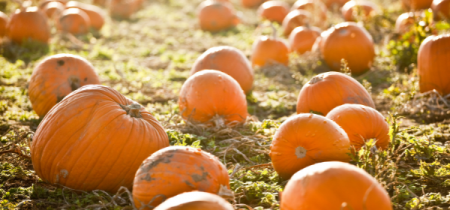 Pumpkin Patch at Lathcoats Farm