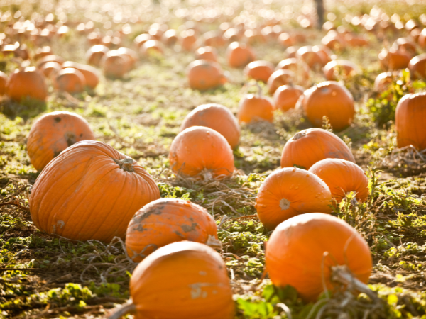 Pumpkin Patch at Lathcoats Farm