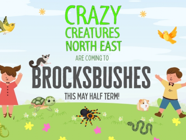 Crazy Creatures