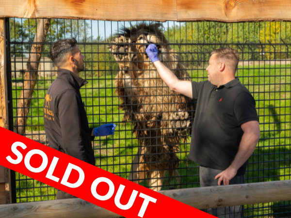 Big Cat Fest - Saturday 1st August