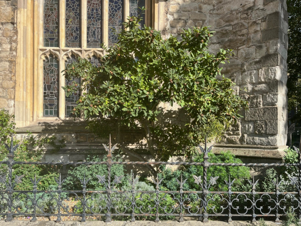 Mysterious Medlars | Cookery Talk & Demo with Jane Steward