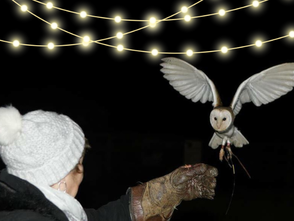 Exclusive Owls by candlelight