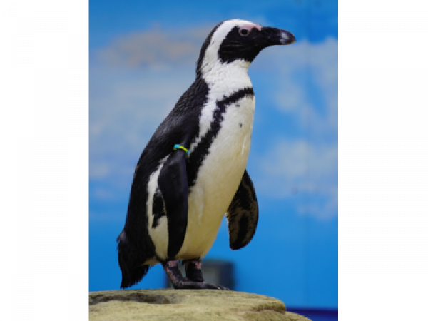 Penguin Experience