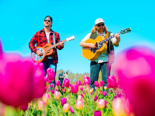 Tulips Tulip Garden Warwickshire 2026