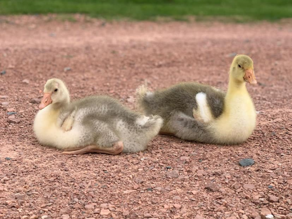 Easter Public Farm Tours