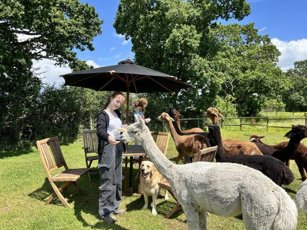 Alpaca EdU Workshop