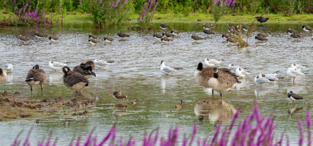 Walk & Talk: Willow, Wetlands and Waders