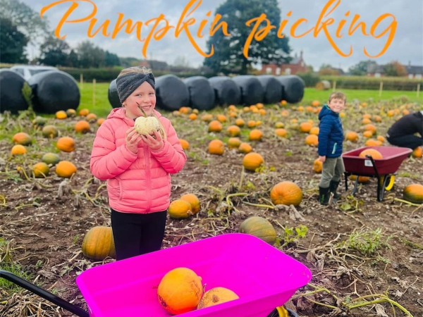 Pick a Pumpkin and Play