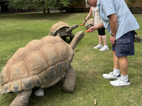 Behind the scenes - Giant Tortoises