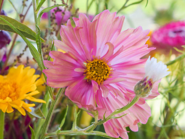 Volunteer summer garden party 2026