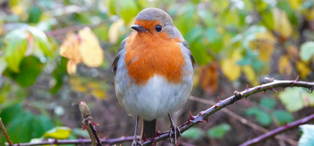 Cockington evening bird walk