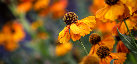 Photography in Nature: Autumn Colours and Light