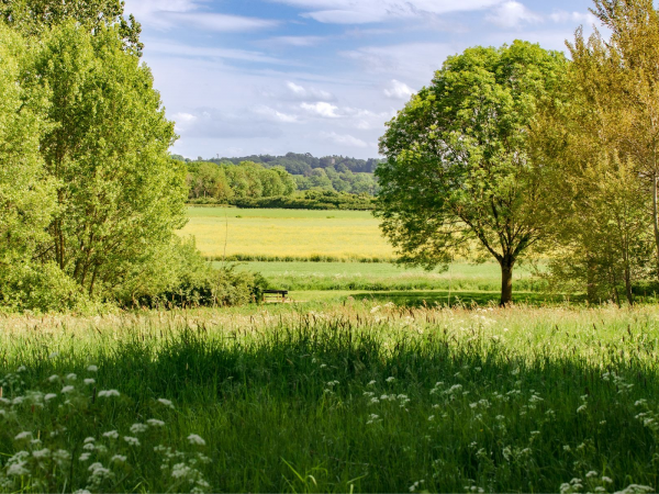 Photo looks out across a field with tall grasses and flowers in the foreground, and farmland and leafy trees in the background,