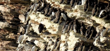 Brixham 'Penguin’ walk with Mike Langman