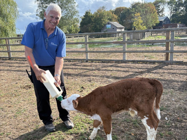 Calf Bottle Feeding