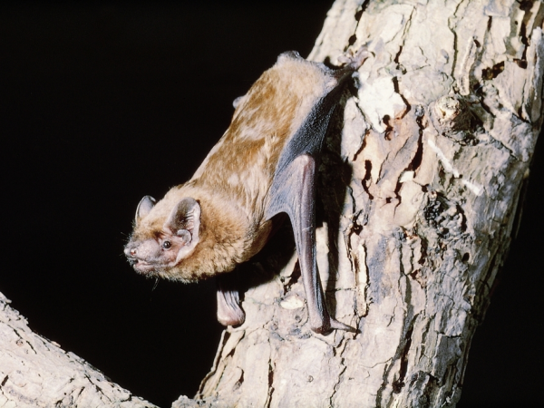 Discover Bats, Moths and More