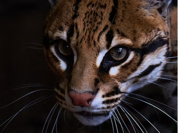 Small Cat Workshop, Five Sisters Zoo