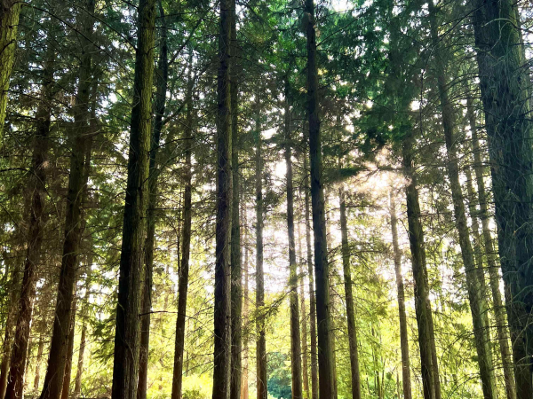 Woodland Meditation At Well Read