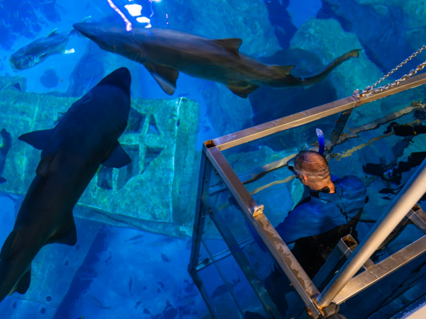Snorkel at The Aquarium