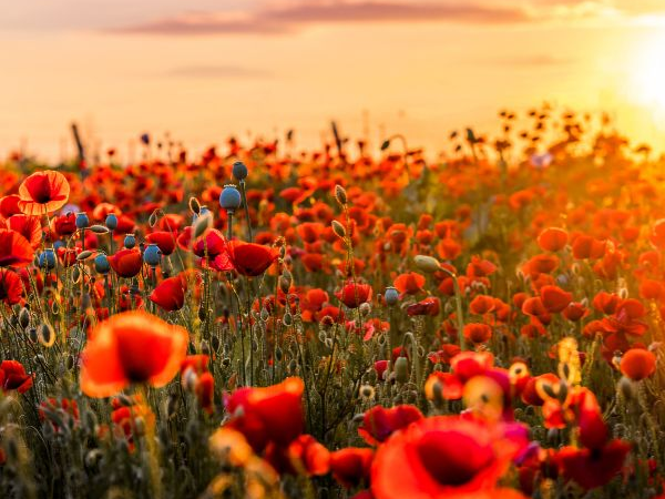 05 Nov: Heros of Petersfield (Walk)