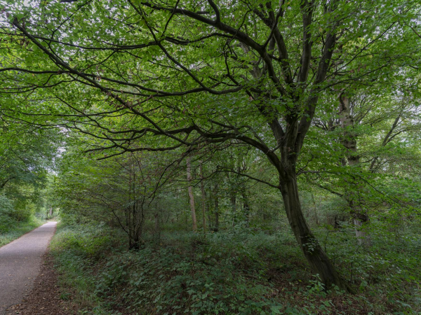 Walking Festival: Howe Park exploration with Shenley Brook End Parish