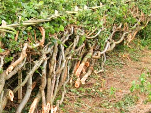 Introduction to Traditional Hedge Laying