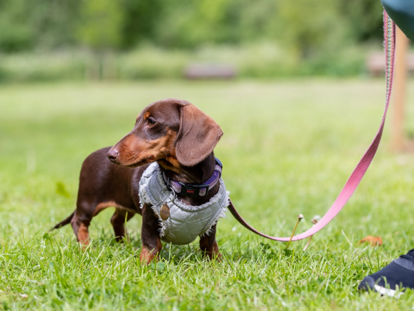 Woof Walk: Campbell Park 2026