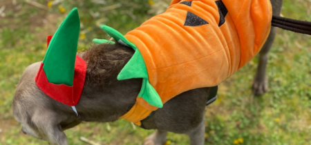 Dog Day in the Pumpkin Patch