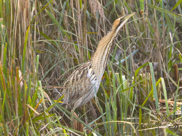 Guided walk: Birds of River Lee Country Park