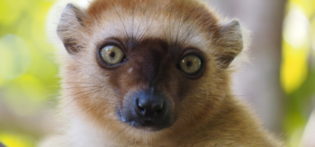The Conservation of Critically Endangered Lemurs in Northwest Madagascar