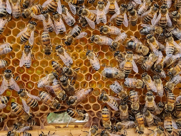 An Introduction to Beekeeping with S+A Honey